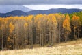 A field dotted with boulders and a yellow aspen and pine forest in the background. Dark coulds hang over mountains in the distance