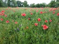 A field dotted with many poppies