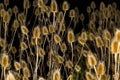 Field of dried autumn thistles Royalty Free Stock Photo