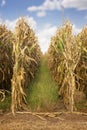 A Field of Dried Corn Ready to be Harvested Royalty Free Stock Photo