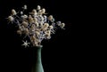 Field dried flowers in a green ceramic vase close-up on a black isolated background. Selective focus, copy space Royalty Free Stock Photo