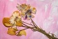 Field dried flowers on a pink background