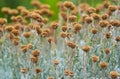 Field with dried santolina flowers Royalty Free Stock Photo