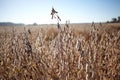 Field of dried soy bean ready for harvesting Royalty Free Stock Photo