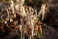 Field of the dry bean Royalty Free Stock Photo