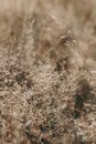 Field of dry brown grass in sunlight. Autumn landscape. Closeup of wild meadow plants. Selective focus, blurred