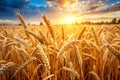 Field of Dry Golden Wheat Harvest Concept Royalty Free Stock Photo