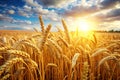 Field of Dry Golden Wheat Harvest Concept Royalty Free Stock Photo