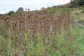 A Field of Dry Teasel Flower Seed Heads Royalty Free Stock Photo