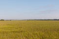 Field of dune grass on the coast Royalty Free Stock Photo