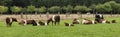 Field with dutch belted cows in holland Royalty Free Stock Photo