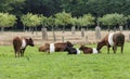 Field with dutch belted cows in holland Royalty Free Stock Photo