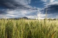 A field with ears of corn against the backdrop of mountains. Royalty Free Stock Photo