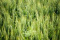 Details of ears of wheat or malt, in a field, with reflections of yellow and green sun. Royalty Free Stock Photo