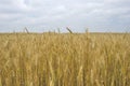 Field ears wheat crop bread Royalty Free Stock Photo