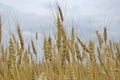 Field ears wheat crop bread cereals Royalty Free Stock Photo