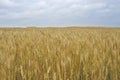 Field ears wheat crop bread cereals Royalty Free Stock Photo