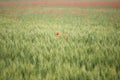 Field with ears of wheat, with the seasons the ears of wheat ripen, Royalty Free Stock Photo