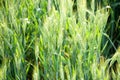 The ears of wheat, oats, barley, malt, in a field, with reflections of yellow and green sun, with which sa fanira makes for excell Royalty Free Stock Photo