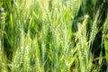 Details of ears of wheat or malt, in a field, with reflections of yellow and green sun. Royalty Free Stock Photo