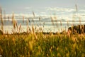 A field with ears of wheat that sways in the wind at sunset. Royalty Free Stock Photo