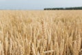 field with ears of yellow and ripe wheat ready for harvest. one big spike with grain in the foreground. Royalty Free Stock Photo