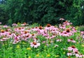 Field of Echinacea Flowers