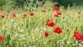 Field edge with blossoming poppies and camomile Royalty Free Stock Photo