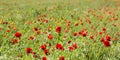 Field edge with blossoming poppies and camomile Royalty Free Stock Photo