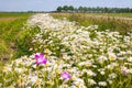 Field edge with colorful wildflowers Royalty Free Stock Photo