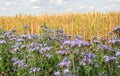 Field edge with flowering plants in the foreground of organically grown wheat