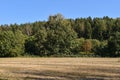 field at the edge of a forest with shadows of trees