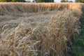 Field edge of the ripe wheat against lodged wheat patch Royalty Free Stock Photo