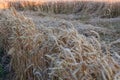Field edge of the ripe wheat and lodged wheat patch Royalty Free Stock Photo