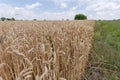 Field edge of ripe wheat in summer day, selective focus Royalty Free Stock Photo