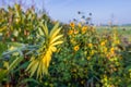 Field edge with wild flowers Royalty Free Stock Photo