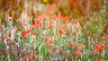 Field edge with poppies, wild flowers and herbs. Not with pesticides sprayed field edge. Untreated nature.