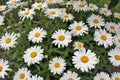 Full bloom Shasta daisies in mid summer. Royalty Free Stock Photo
