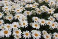 Full bloom Shasta daisies in mid summer. Royalty Free Stock Photo