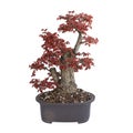 Field elm yamadori bonsai in autumn colors Royalty Free Stock Photo