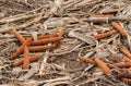 Field with empty corn cobs, stalks after harvest Royalty Free Stock Photo