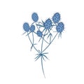 Field eryngo flowers, stems and leaves isolated on white background. Wild flowering herb or thorny perennial plant used