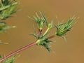 Field eryngo plant, Eryngium campestre