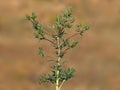 Field eryngo plant, Eryngium campestre