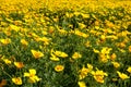 Field of Eschscholtzia Escolzia Royalty Free Stock Photo