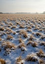 A field with evenly spaced clumps Royalty Free Stock Photo