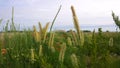 Field of evil summer flowering herbs. Royalty Free Stock Photo