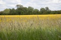 A field in Eynsham full of yellow flowers in West Oxfordshire in the UK