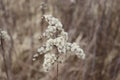 Field of fading brown weed against the grey sky. Misty Autumn landscape. Closeup of dry wild plants. Selective focus