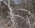 Field of fading brown weed against the grey sky. Misty Autumn landscape closeup of dry wild plants. Selective focus